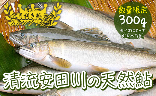 安田川の天然鮎
