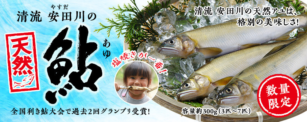 清流安田川の天然鮎【481】